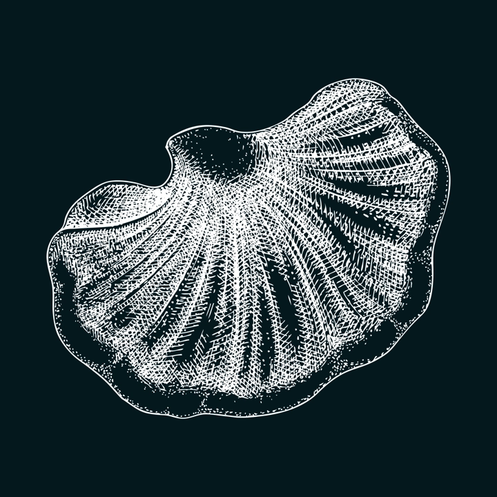 Beefsteak mushroom sketch. Edible fungus illustration. Fungal protein, mycoprotein, plant-based product healthy food design element. Forest plant, Tongue mushroom drawing on chalkboard